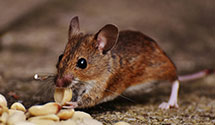 24 Hour & Emergency Exterminators in Blair, NE